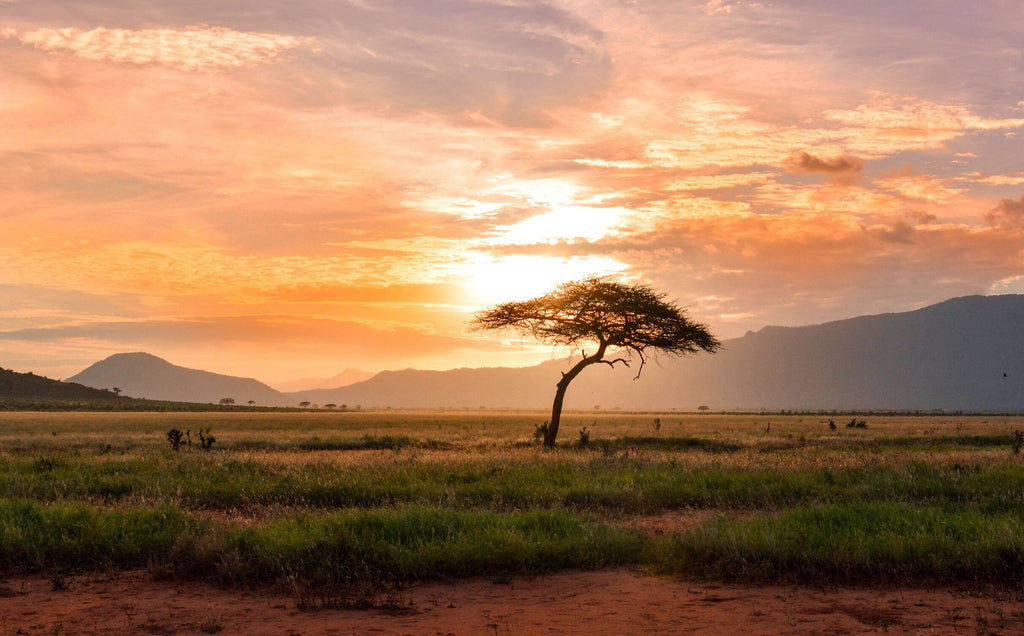 The REAL (Biblical) Meaning of Savannah? - Origin, History & Stories