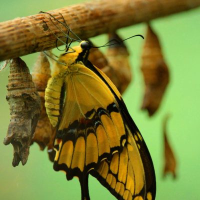 What is the REAL meaning of Yellow Butterfly in the Bible? (Deep Dive – Bible Study & Commentary)