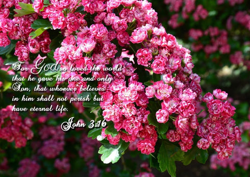 John 3:16 NIV #23 Bible Verse Canvas Wall Art